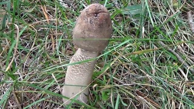 Грибы Зонтики. Как приготовить просто. смотреть онлайн