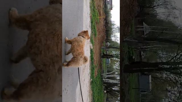 Гуляем с собакой. смотреть онлайн