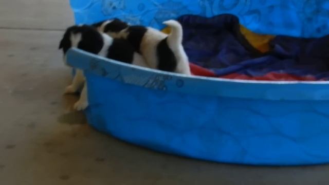 Tornjak Puppies 1 month old смотреть онлайн