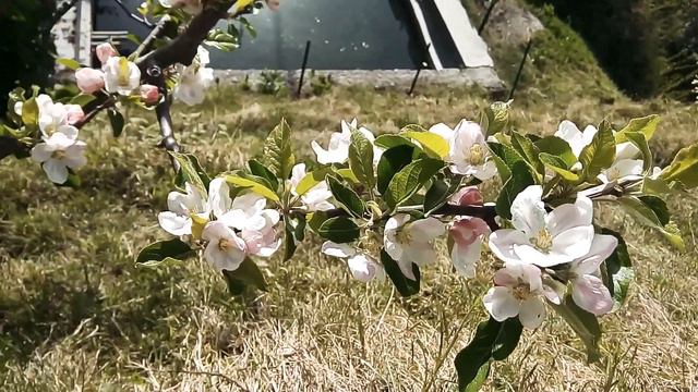 Apple Blossom at Shimla Mashobra | Blossom Season in Shimla India | Apple Flowering Season | सेब смотреть онлайн
