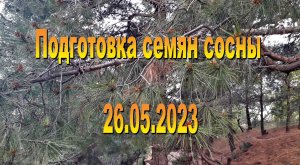 26.05.2023. Подготовка семян сосны крымской и судакской.