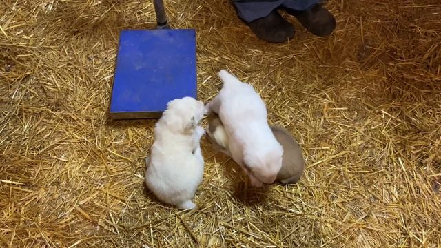 Дегельминтизация/глистогонка в 21 день щенков Барды+Мартина.Бульдозера линия.САО/алабай.+7915778778