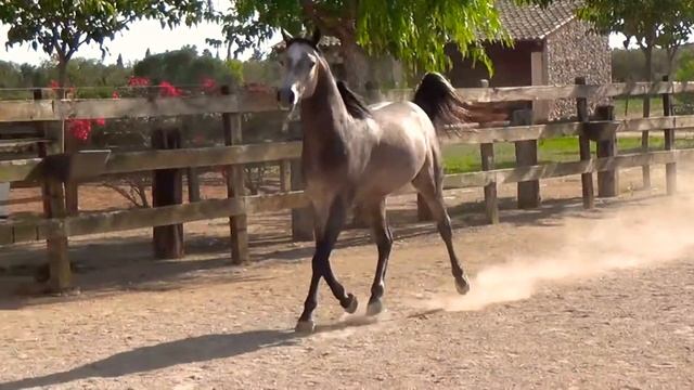 самый красивый лошадь в мире смотреть онлайн