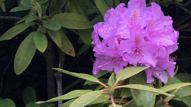 Rhododendron les fleurs font le dos rond. смотреть онлайн
