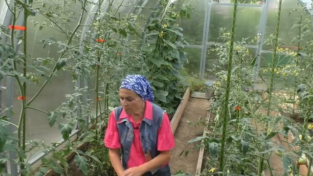 Чем подкормить томаты прямо сейчас? смотреть онлайн