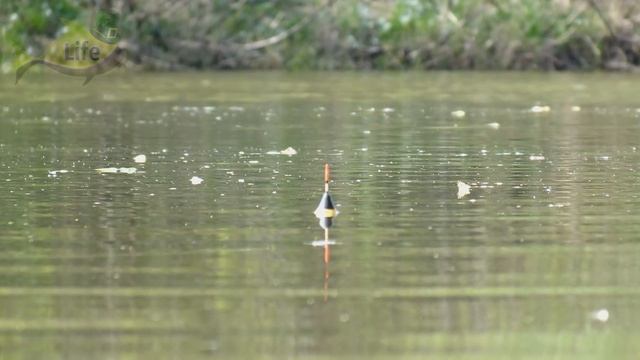 После этого видео будешь ловить карася в июне ведрами! Секреты ловли карася в июне! смотреть онлайн