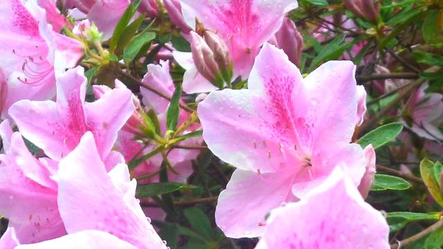 Qhia Yeshua Lub npe part eleven one смотреть онлайн