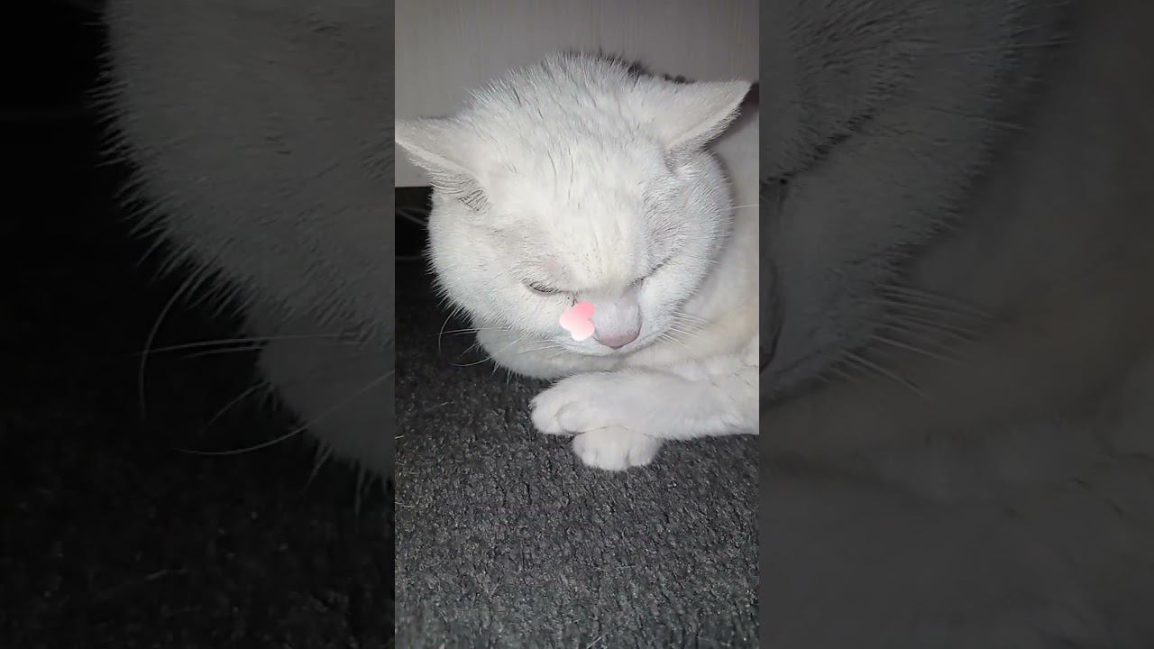 Ты ненавидишь дьявола? #shorts #лайк #котики #подписка #коттитар #выбери #мем #прикол #выбор #милота смотреть онлайн