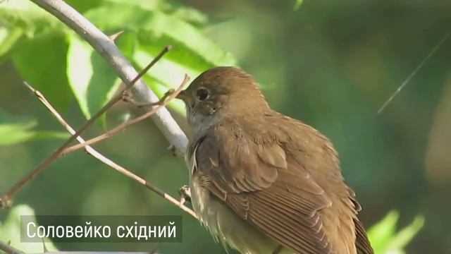 Соловейко східний. Перелітні птахи України. Серія «Природне довкілля». Пізнаймо світ разом! смотреть онлайн