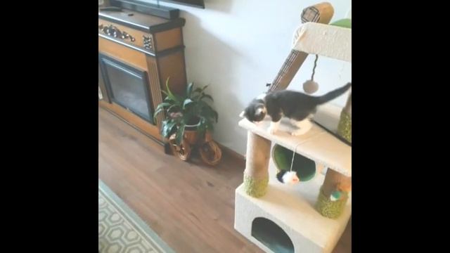 6/Котёнок/ Фенечке 1 месяц смотреть онлайн