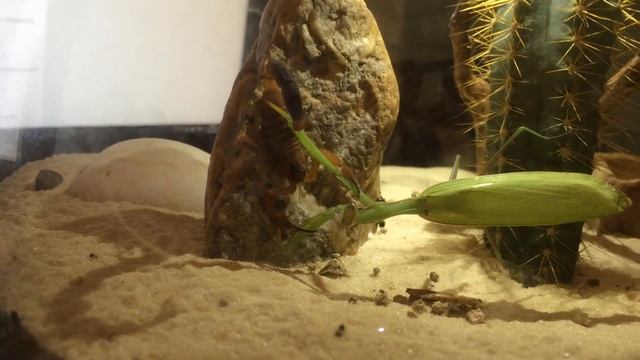 Scorpio Vs Mantis. Скорпион против богомола. 蠍 針對 螂
