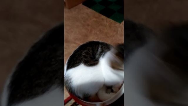 новое спальное место - котик Веол в дуршлаке смотреть онлайн