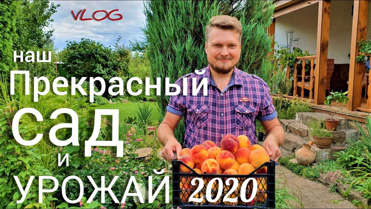 Обзор  сада. Собираем УРОЖАЙ. Дела садовые АВГУСТ. Всего 6 соток.