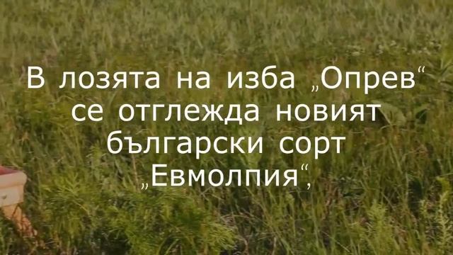 Винарска избра Опрев смотреть онлайн