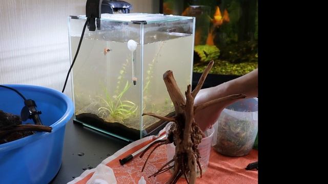 Aквариум AQUAEL SHRIMP SET DAY & NIGHT 20 меняю дизайн смотреть онлайн