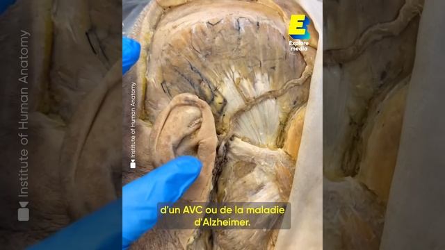 Ils font des vidéos avec des CADAVRES pour enseigner l'anatomie смотреть онлайн