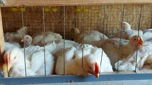 Каких бройлерных цыплят лучше купить чтобы вырастить крупного бройлера. смотреть онлайн