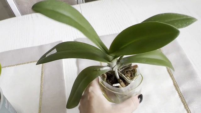 Две орхидеи от души ... Сого Релекс и Пульчерима. смотреть онлайн