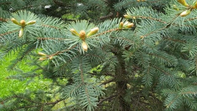 Двухцветная сирень Two color lilac смотреть онлайн