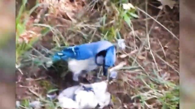 Top 15 Outstanding Hunting Moments By Birds Of Prey