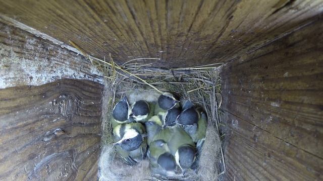 Синица большая №150603 3 скворечник в школьном саду 2015 06 07 5 смотреть онлайн