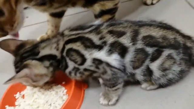 Бенгальские котята! Ужин! Каша с мясом! #bengalcat