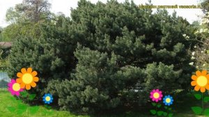 Сосна обыкновенная Ватерери. Краткий обзор, описание характеристик pinus sylvestris Watereri