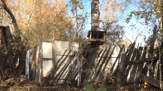 Кошка Буся прыгает за белками смотреть онлайн