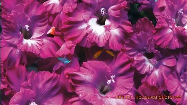 Гладиолус гофрированный Найроби Раффл ? обзор: как сажать, луковицы гладиолуса Найроби Раффл смотреть онлайн