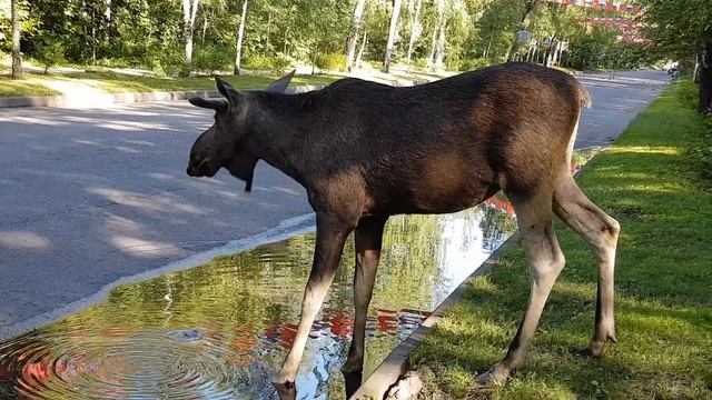 Лось в Сокольниках смотреть онлайн