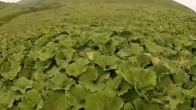 1 место МБОУ СОШ с Леонидово смотреть онлайн