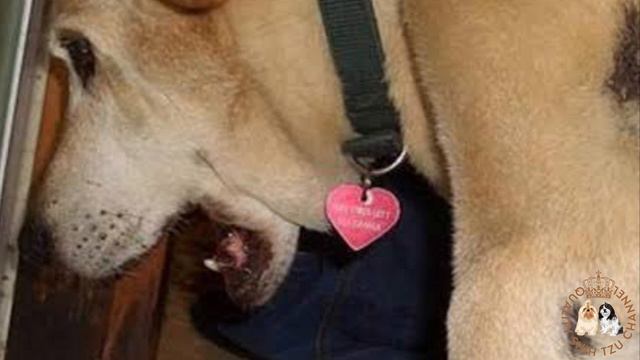 DOES YOUR DOG VOMIT YELLOW FOAM?|REASONS WHY DOGS VOMIT YELLOW BILE AND HOW TO TREAT IT смотреть онлайн