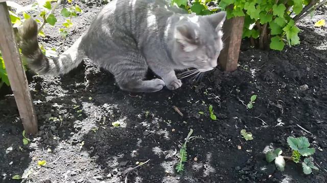 Кошки-мышки! Тяпа приехал на дачу! смотреть онлайн