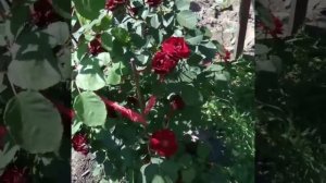 Канадская ? роза надежда