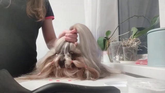 ши тцу шелли смотреть онлайн