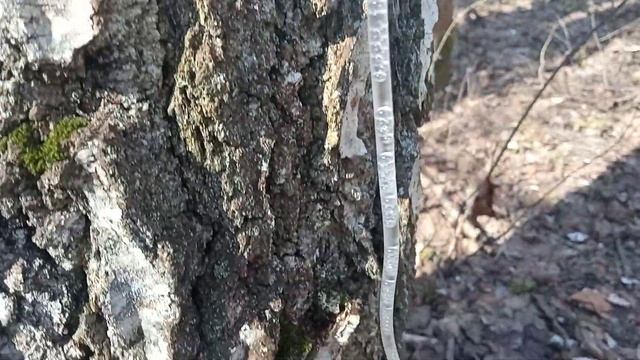 Сбор березового сока капельницей. Процесс идет. смотреть онлайн