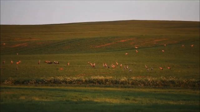 Журавли. Стихи Владимира Филатова. Музыка, гитара и исполнение Марка Фуксова. смотреть онлайн