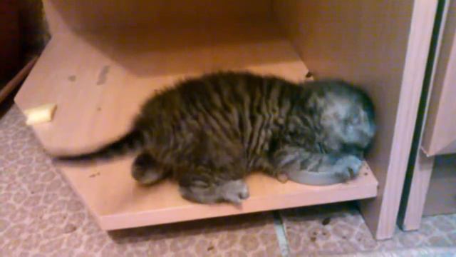 Котенок кушает))) смотреть онлайн