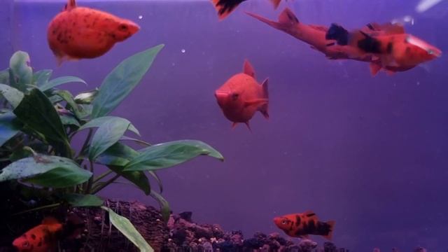 Меченосцы Тигры Tiger Mark смотреть онлайн