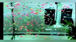 АКВАРИУМНАЯ рыбка данио - содержание №2