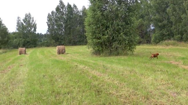 Охота на дупеля с венгерской выжлой в 2020. Great Snipe Hunting With Vizsla TV Deres In 2020.