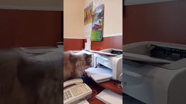 Кошка-бухгалтер смотреть онлайн