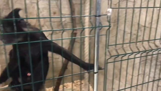 О БОГИ!Мы сбежали из тюрьмы?!Побег из тюрьмы!дом вверх дном!Дом великана!Внутри человека! И другие! смотреть онлайн