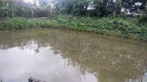 бесплатный корм для клариевого сома