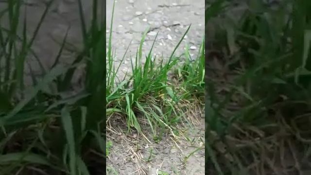 #пырей в огороде ✔️ Как вывести пырей ✔️ советы эксперта смотреть онлайн