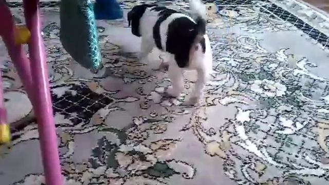 у нас появилась собака🐕🐕🐕🐶🐶🐶 смотреть онлайн