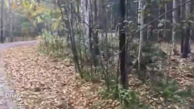 Гуляю,варю кетчуп и лечо смотреть онлайн
