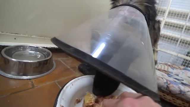 РОЙ ХОРОШО ПЕРЕНОСИТ ЛЕЧЕНИЕ!! ЕДЕМ К НЕМУ С ВКУСНЯШКАМИ!!!