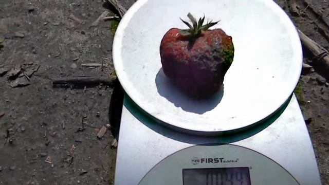 Наша клубника смотреть онлайн