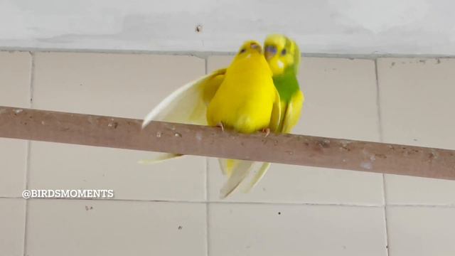 Budgies Mating  (Verde The Male Budgie Double Mating With Midori And Jasperine The Female Budgies)